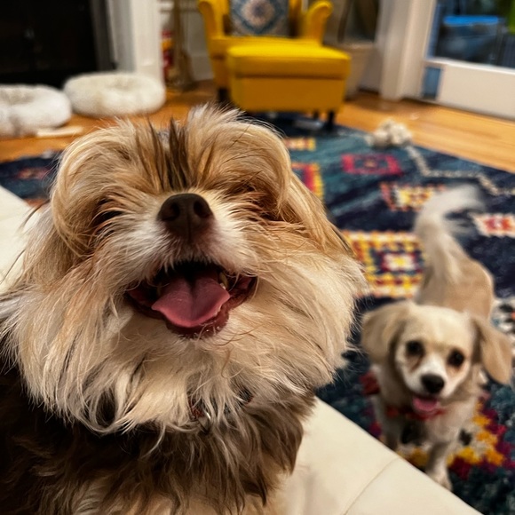 Meet your Posher, Alex - Picture 1 of 1